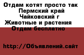 Отдам котят просто так - Пермский край, Чайковский г. Животные и растения » Отдам бесплатно   